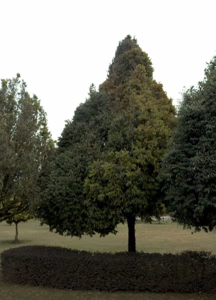 tree photo