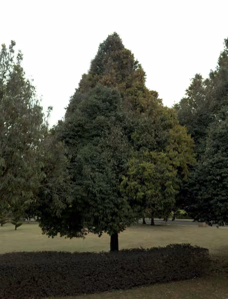 tree photo