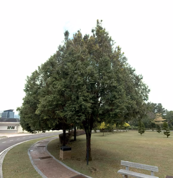 tree photo