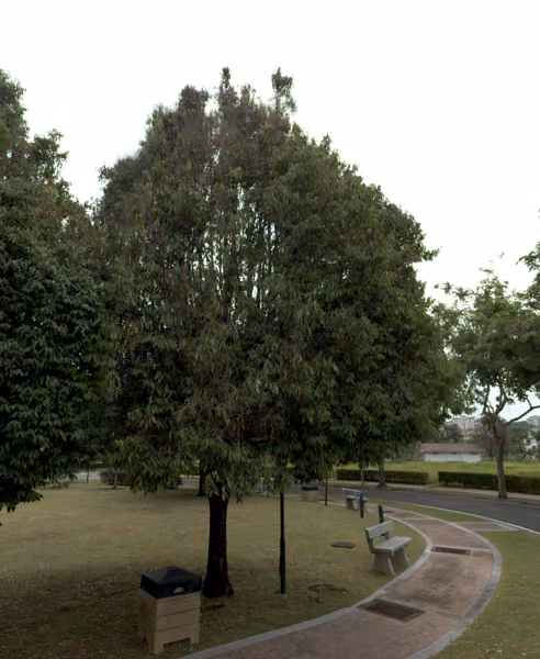 tree photo