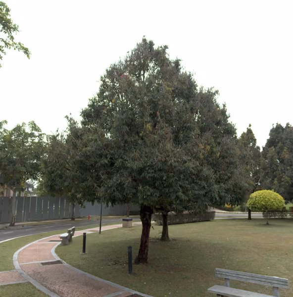 tree photo