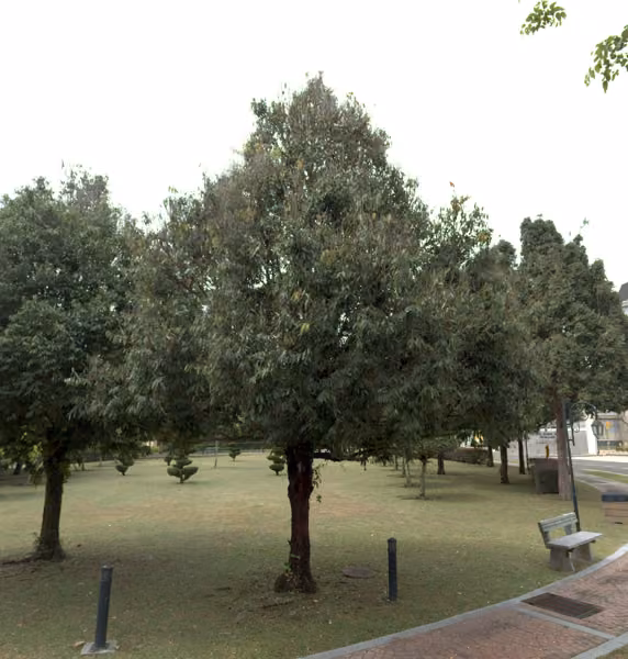 tree photo