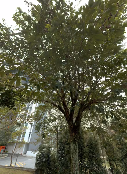 tree photo