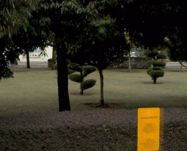 tree photo