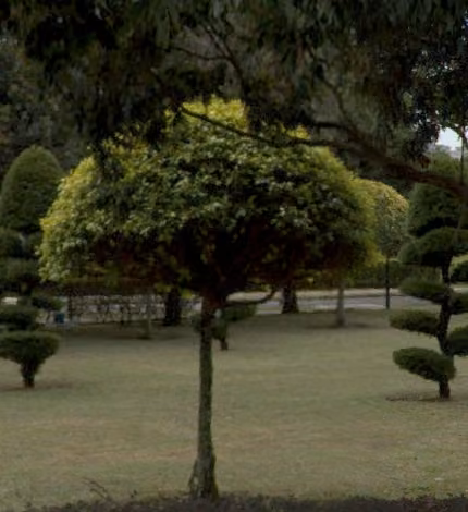 tree photo