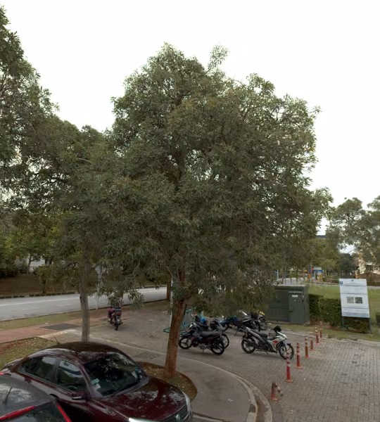 tree photo