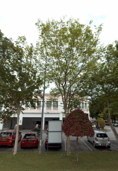 tree photo