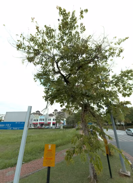 tree photo