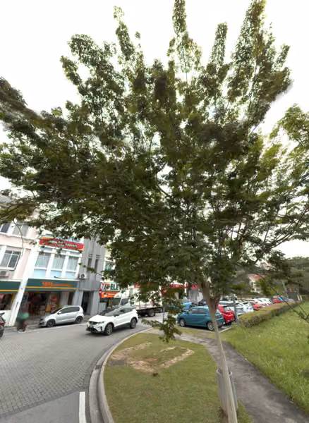 tree photo