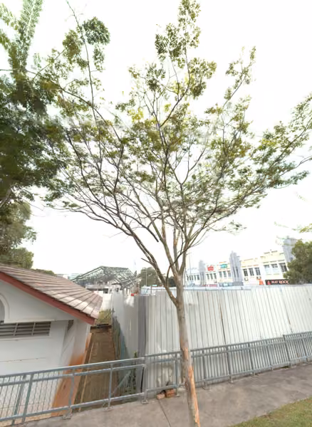 tree photo