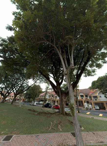 tree photo