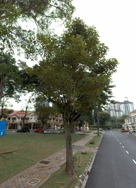 tree photo