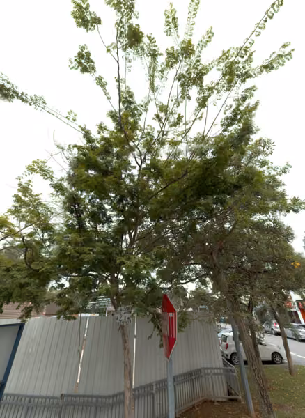 tree photo