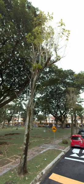 tree photo