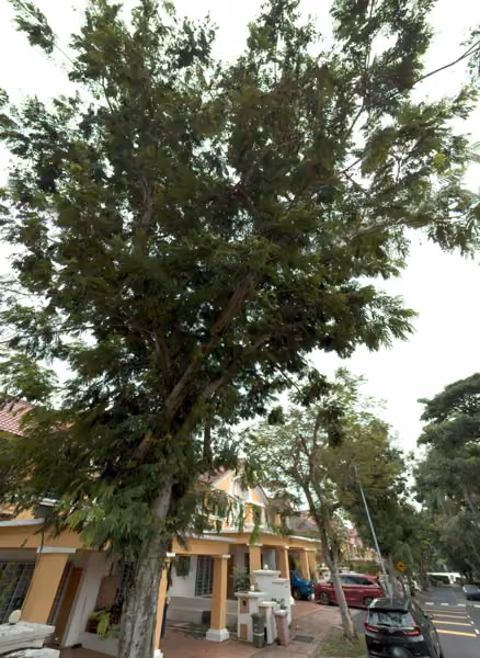 tree photo