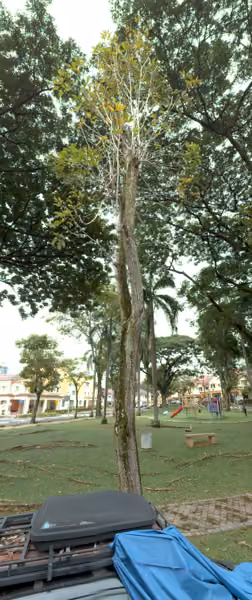 tree photo