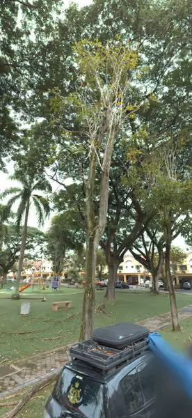 tree photo