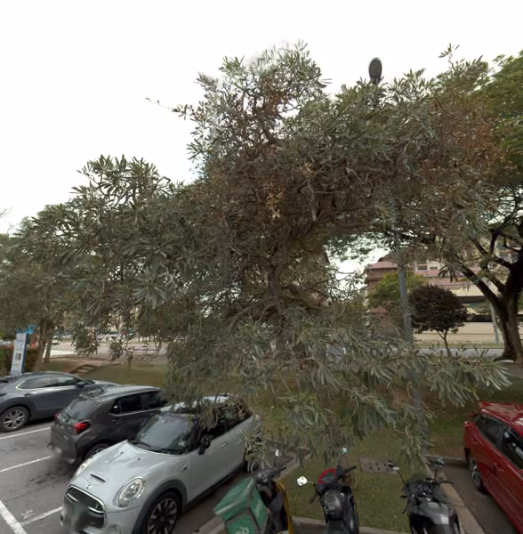 tree photo