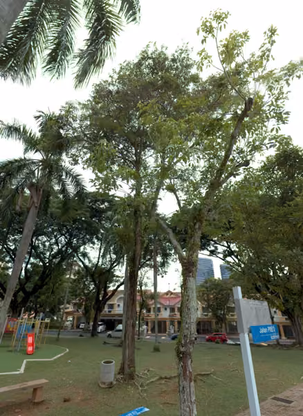 tree photo