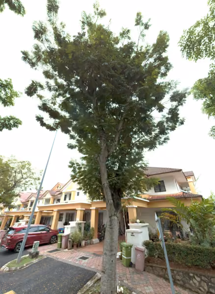 tree photo