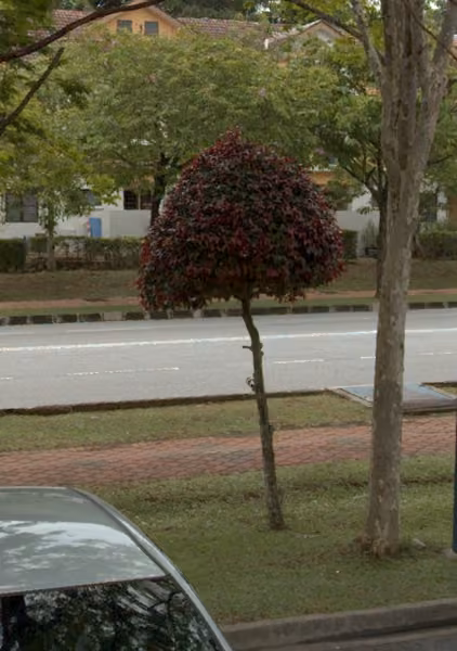tree photo