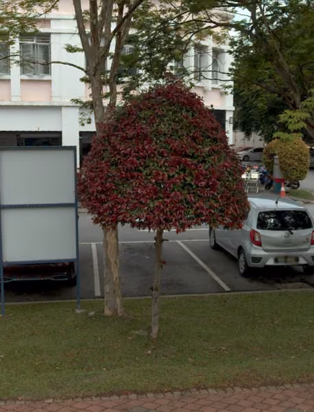 tree photo