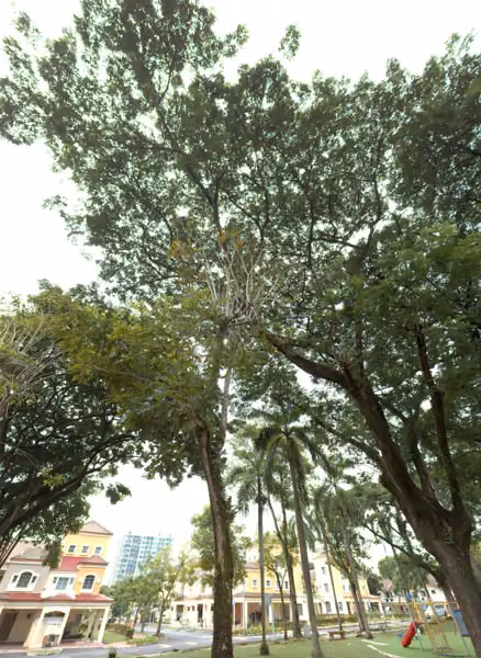 tree photo