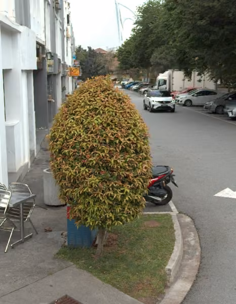tree photo