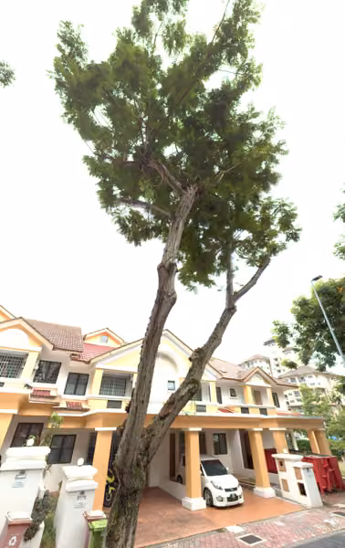 tree photo