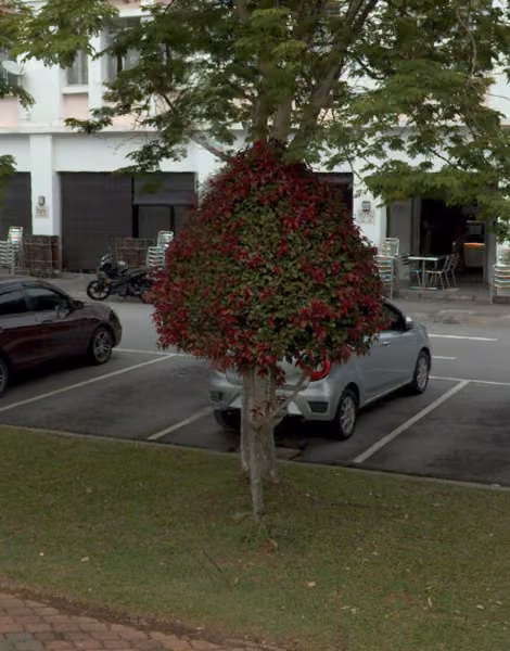 tree photo