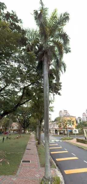 tree photo