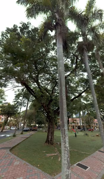 tree photo