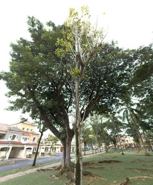tree photo