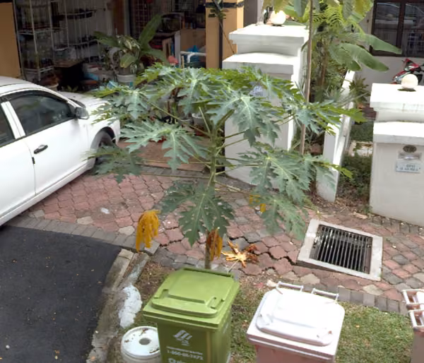 tree photo