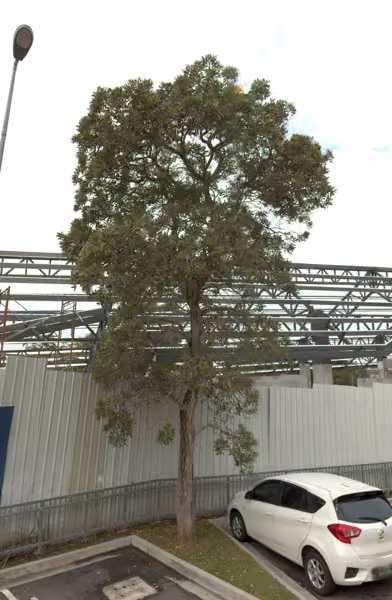 tree photo