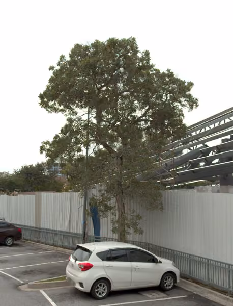 tree photo