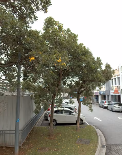 tree photo
