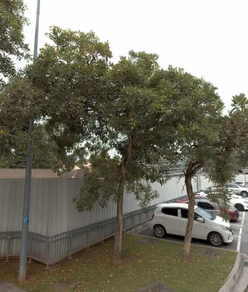 tree photo