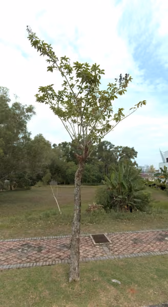 tree photo