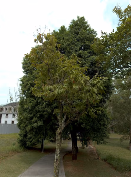 tree photo