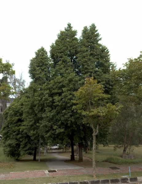 tree photo