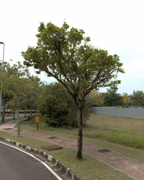 tree photo