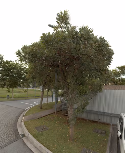 tree photo