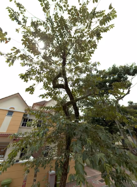 tree photo