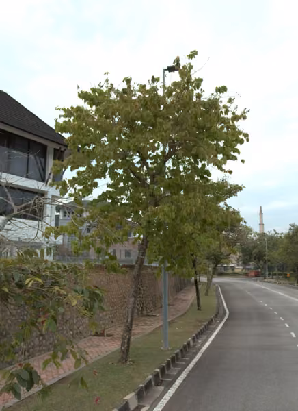 tree photo