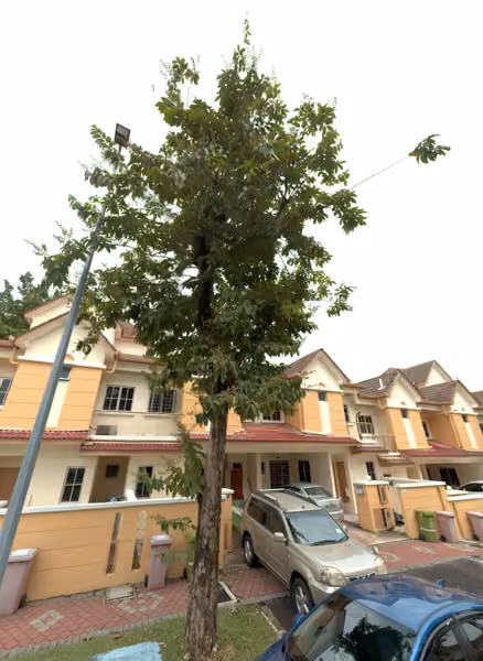 tree photo