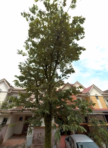 tree photo