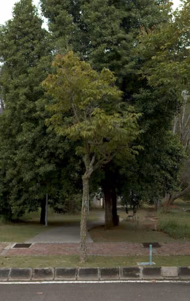 tree photo