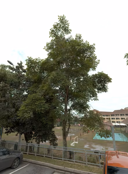 tree photo
