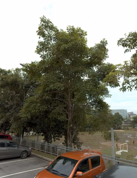 tree photo